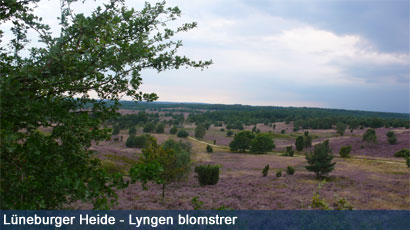 Lneburger Heide (8. - 12. august)
