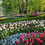 26.  30. april  Blomstertur til Holland